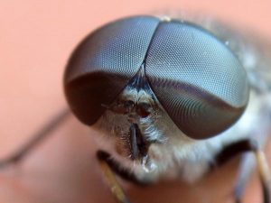 Ojos de Mosca Fosilizados