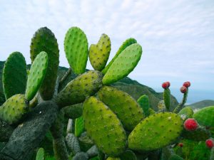 El “oro verde de México”, alimento básico en las dietas, medicamentos y cosméticos, además de ser una importante alternativa para la elaboración de productos